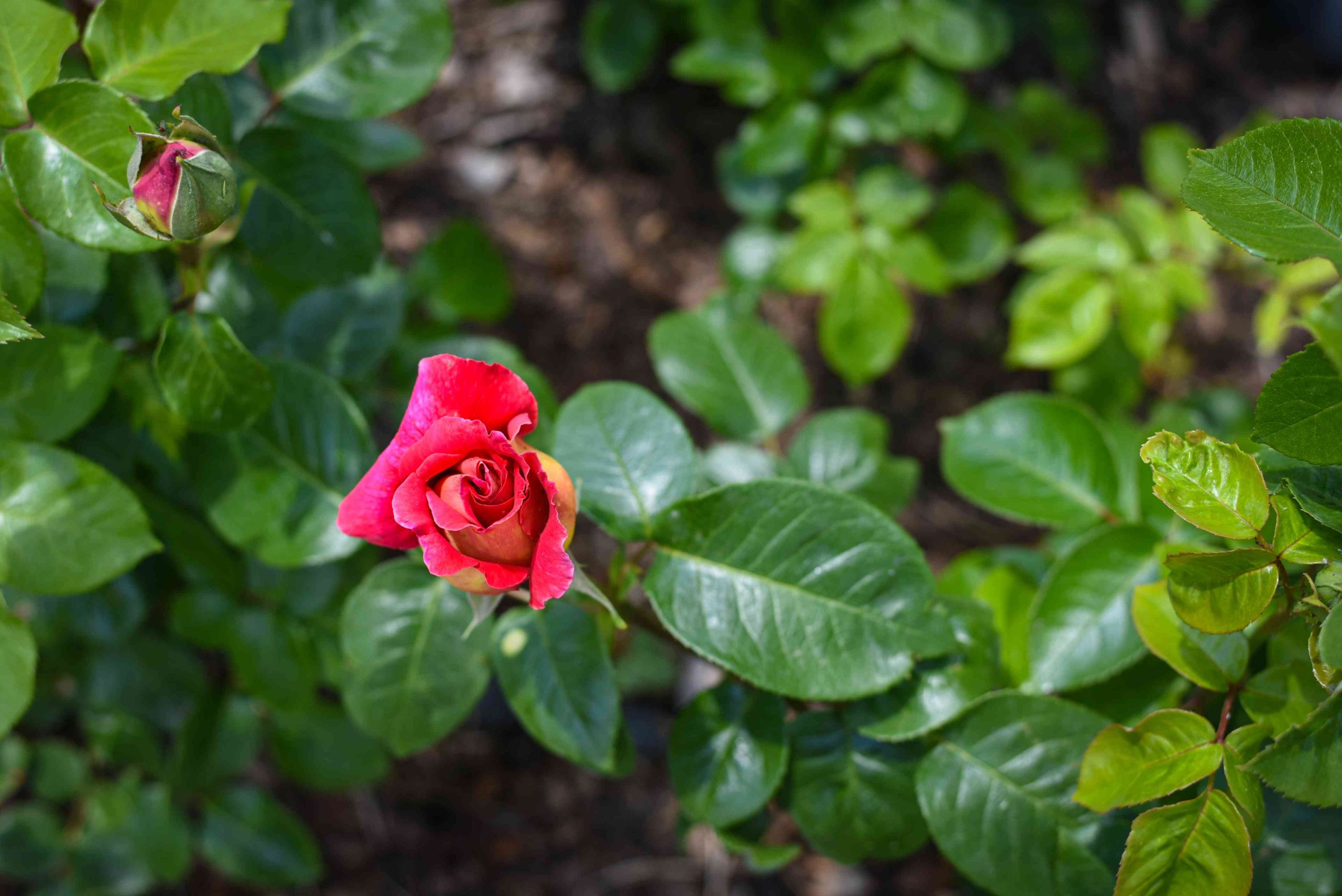 3. RÓZSAKERT RÓZSA_Rózsa2-2