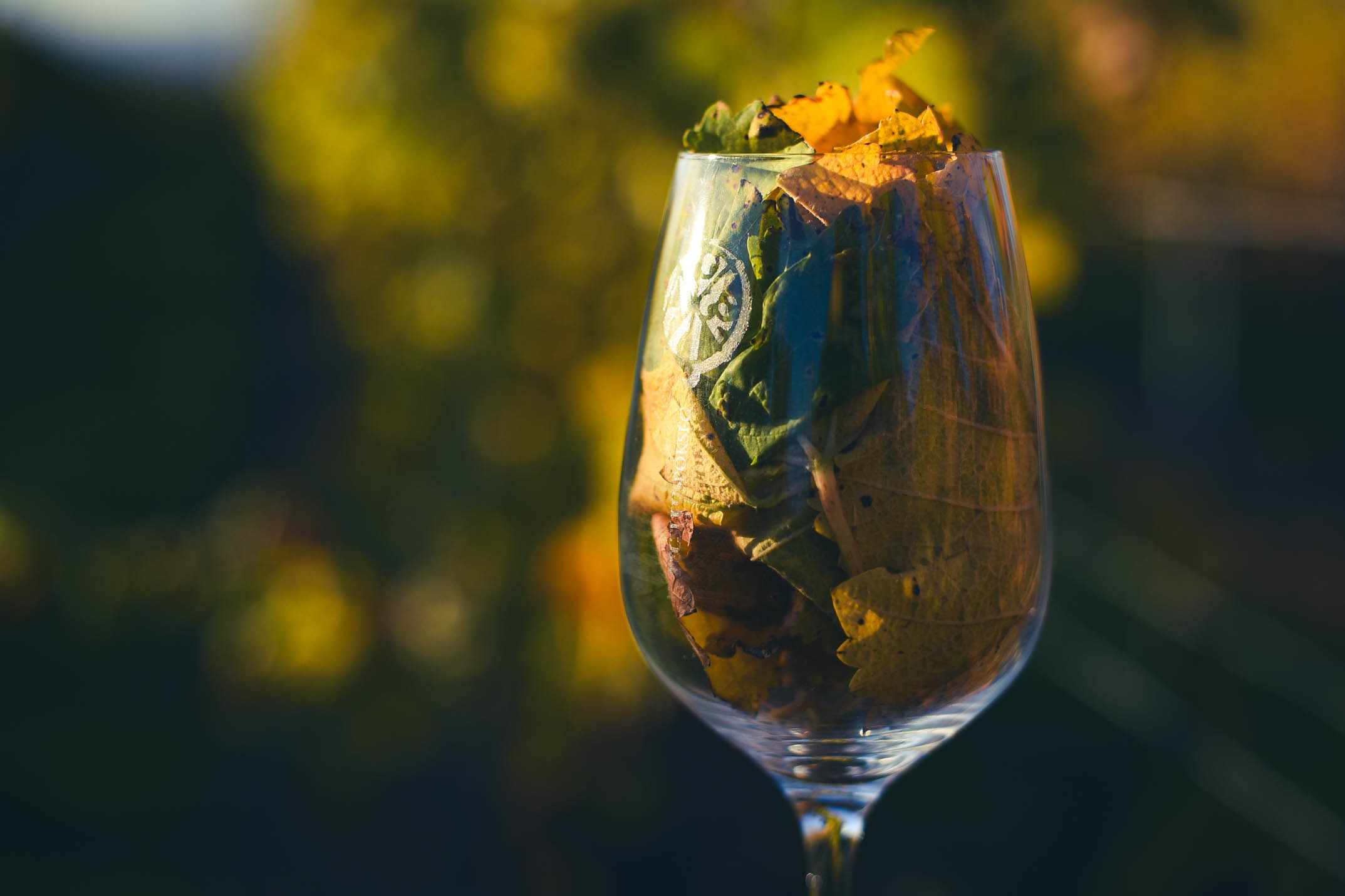 imgi_5_szi_boros_fotzs_2024_1-7217