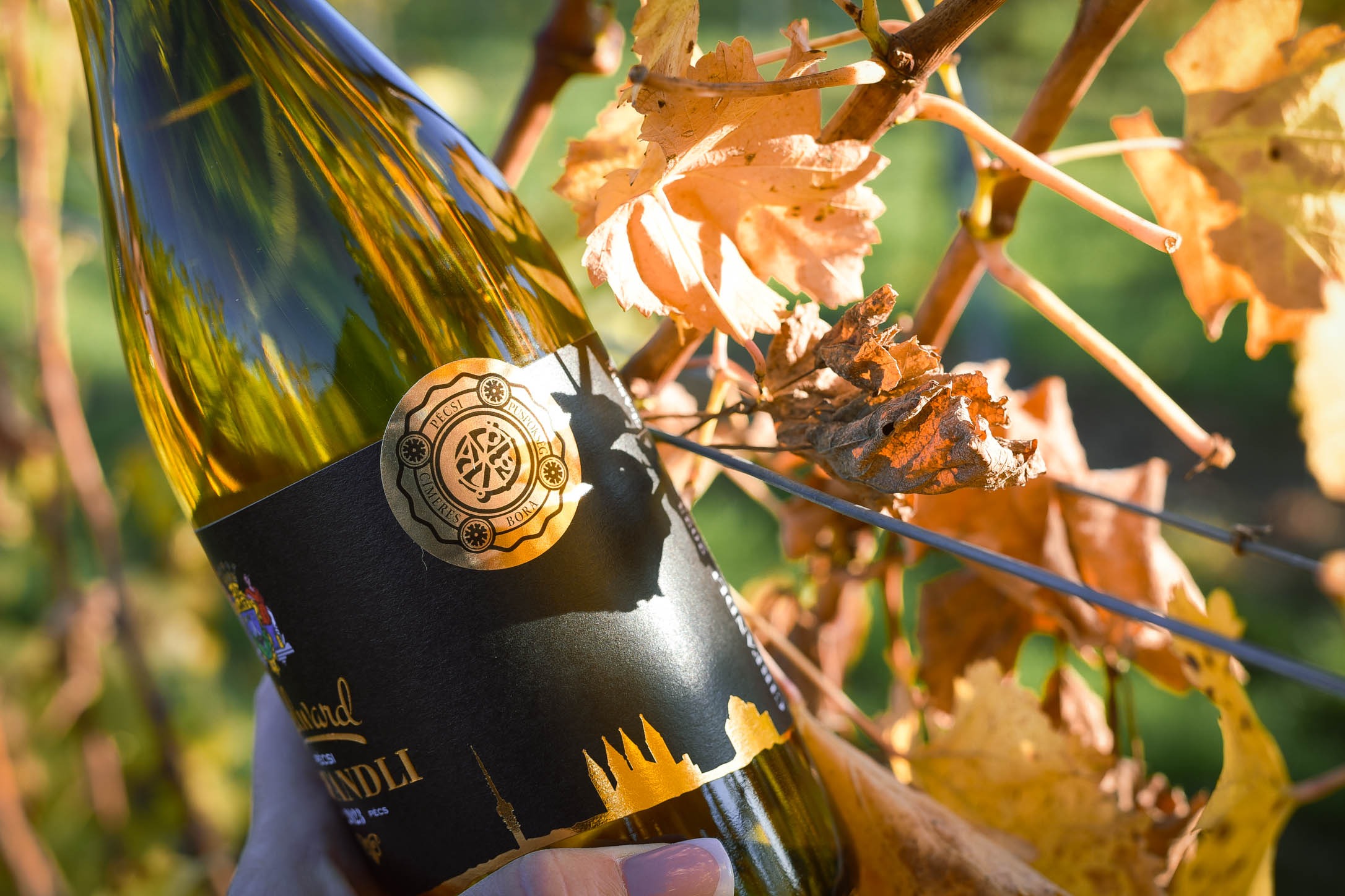 imgi_6_szi_boros_fotzs_2024_1-7176