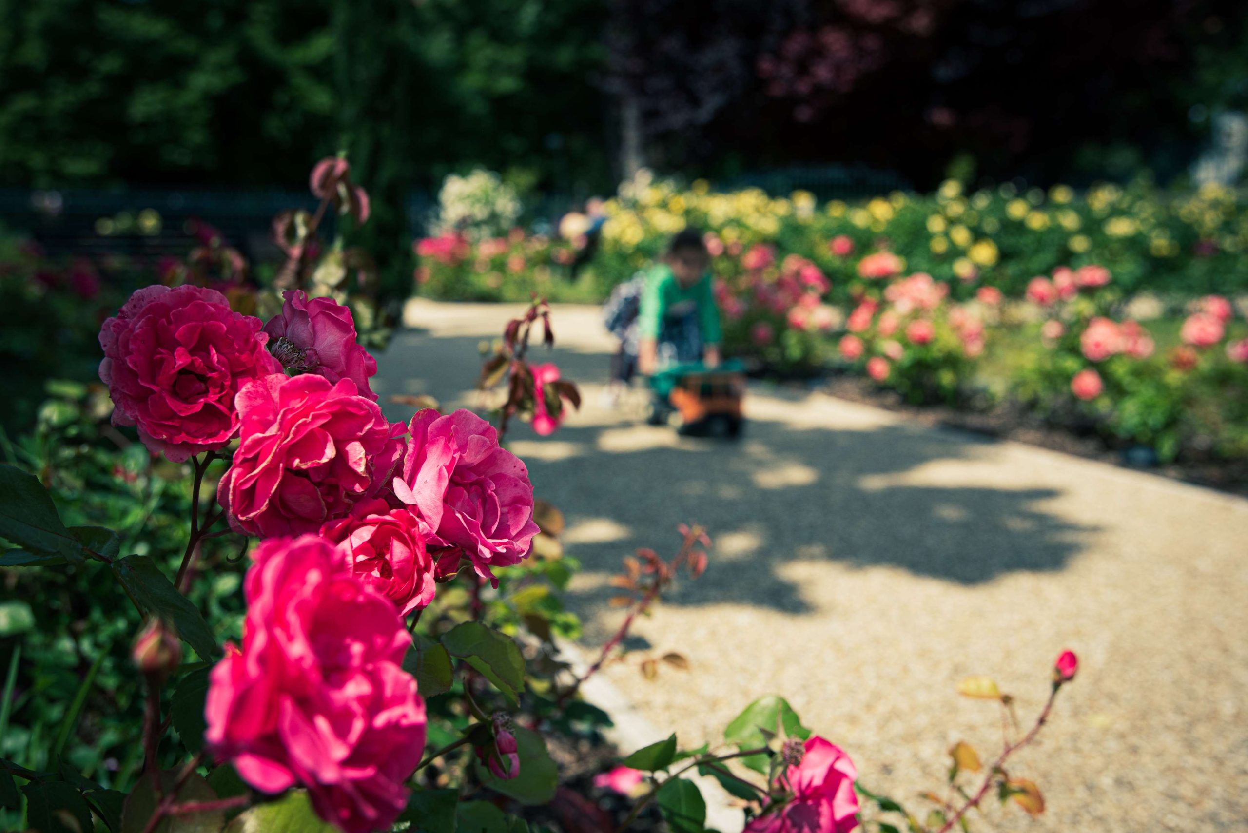 RÓZSAKERT BISZTRÓ (6)