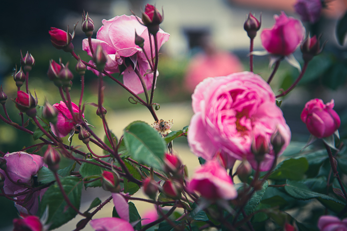 Rózsakert honlapra -0967