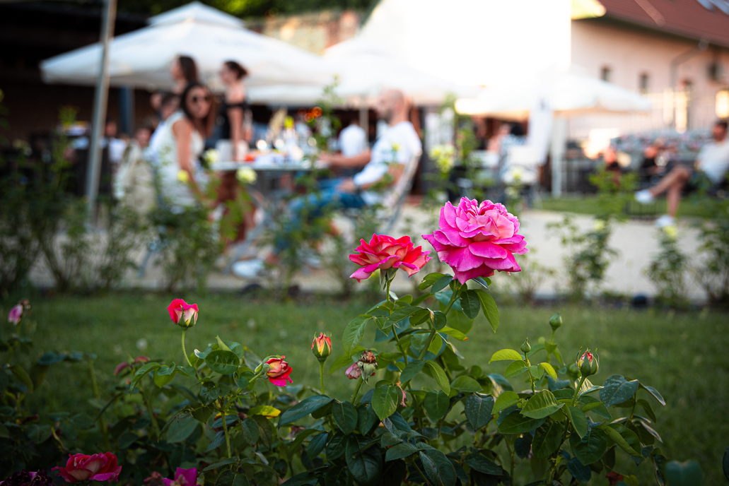 daytime piknik kis képek hangulat -4294